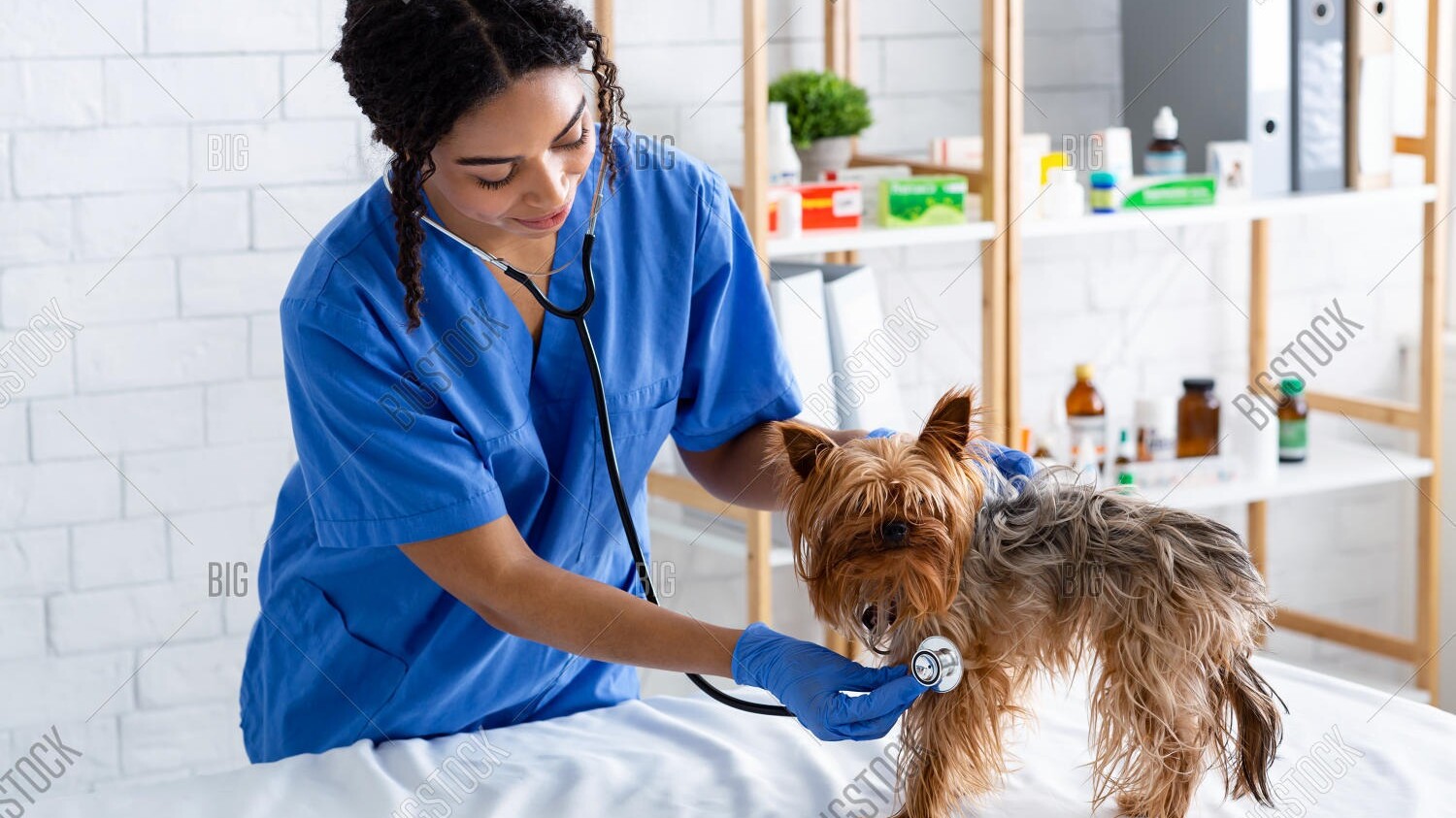 Yorkshire-Terrier wird von einer Tierärztin abgehört