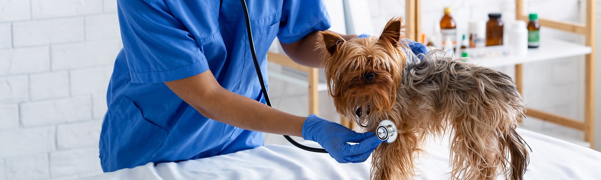 Yorkshire-Terrier wird von Tierärztin abgehört