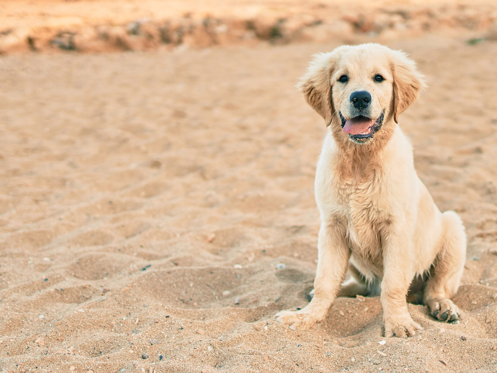 Golden-Retriever-Welpe im Sand