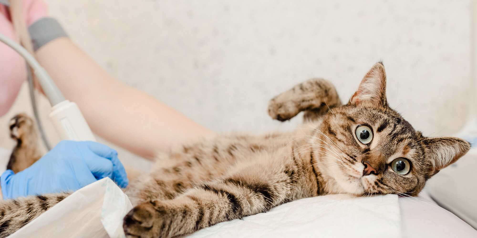 Katze beim Ultraschall